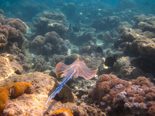 Taeniura lymma in the expanses of the coral reef of the Red Sea