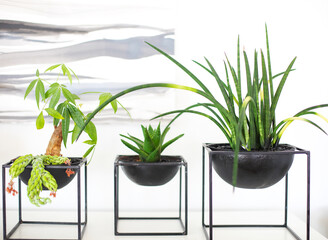 Modern pots with green growing plants
