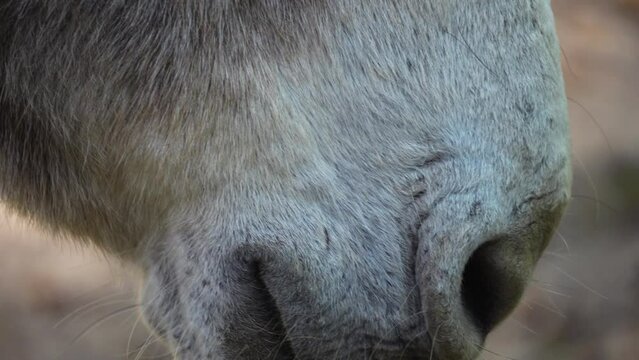Close up view of donkey head from the mouth to the eye.