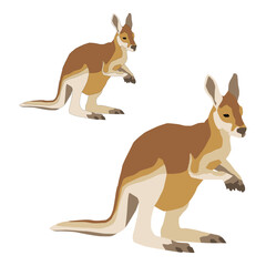 Vector Australian adult kangaroo standing on a white background isolated