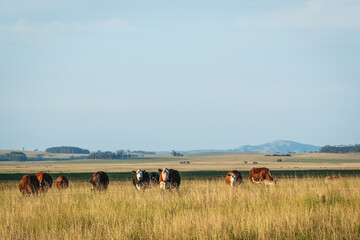 Cows eating in a field