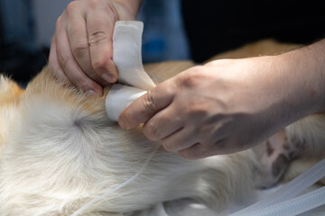 A doctor places a cuff on an animal's paw in the operating room to assess its blood pressure....