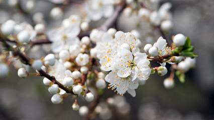Twig of flowering blackthorn, Prunus spinosa, in spring. white flowers, natural floral background....