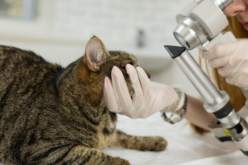A veterinary ophthalmologist examines a cat's eye under a microscope. A veterinary ophthalmologist...