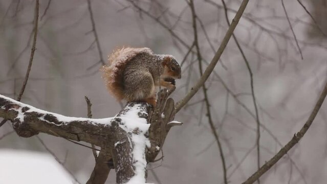 Fox Squirrel (Sciurus niger) perched on a tree branch chewing on a nut while snow swirls around it during a winter storm. Partway through the video a vehicle horn sounds. 