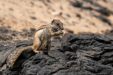 Naklejka na ściany i meble Barbary ground squirrel, atlantoxerus getulus, invasive species scavenging for food amongst rocks, Costa Calma, Fuerteventura