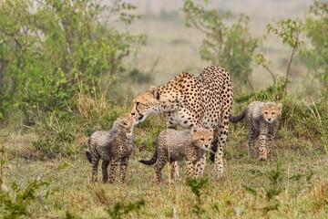 cheetah and cubs