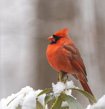 Cardinal sitting on a branch with snow