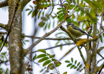 Blue Tit (Cyanistes caeruleus) Outdoors