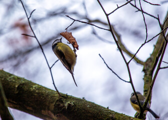 Blue Tit (Cyanistes caeruleus) Outdoors