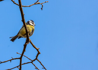 Blue Tit (Cyanistes caeruleus) Outdoors