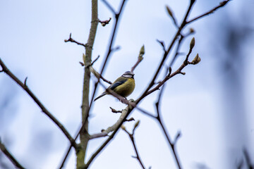 Blue Tit (Cyanistes caeruleus) Outdoors