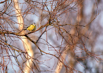 Blue Tit (Cyanistes caeruleus) Outdoors