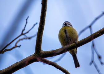 Blue Tit (Cyanistes caeruleus) Outdoors