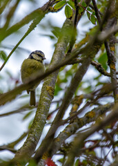 Blue Tit (Cyanistes caeruleus) Outdoors