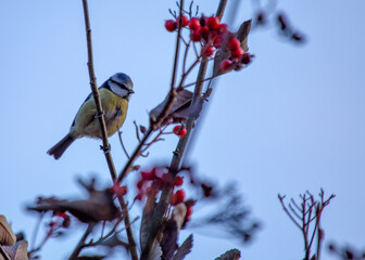 Fototapeta premium Blue Tit (Cyanistes caeruleus) Outdoors