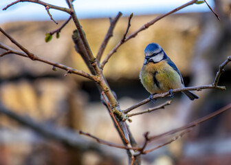 Blue Tit (Cyanistes caeruleus) Outdoors