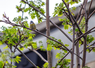 Blue Tit (Cyanistes caeruleus) Outdoors