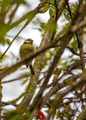 Blue Tit (Cyanistes caeruleus) Outdoors