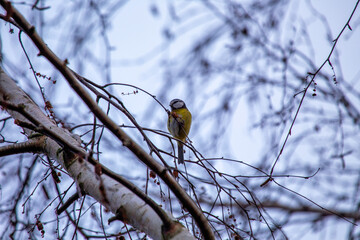 Blue Tit (Cyanistes caeruleus) Outdoors