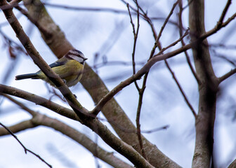 Blue Tit (Cyanistes caeruleus) Outdoors