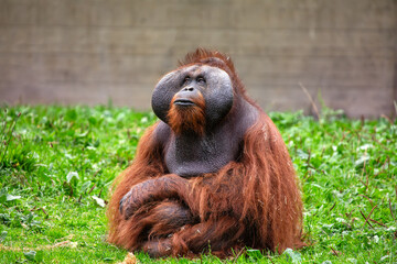 Orangutan (Pongo pygmaeus) Outdoors