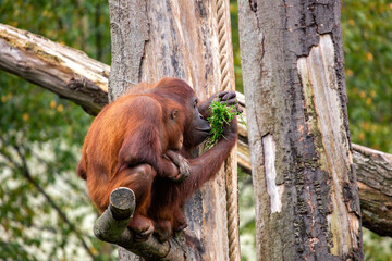 Orangutan (Pongo pygmaeus) Outdoors