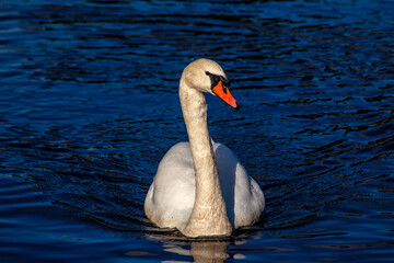 Obraz premium Adult White Swan (Cygnus spp.) Outdoors