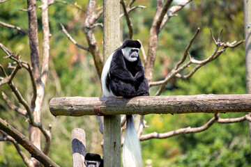 Black and White Colobus Monkey (Colobus spp.)