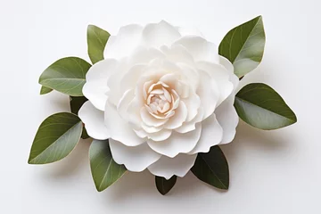 Wandcirkels aluminium white rose on a white background © Ivy