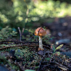 mushroom in the forest
