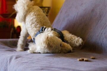 poodle dog playing on the sofa