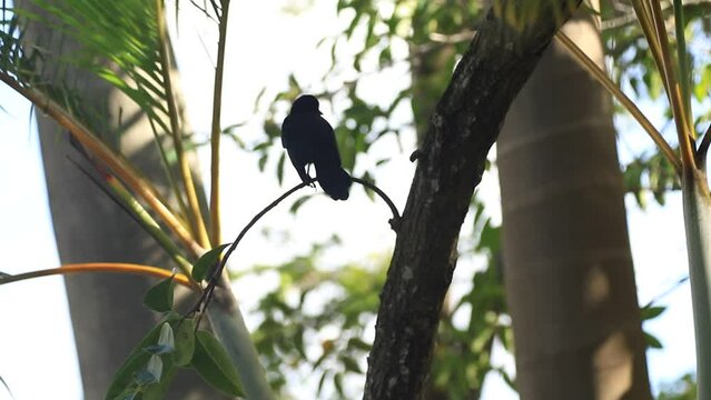 Un Quiscale noir assis sur une branche d'arbre dans un environnement naturel. Punta Cana.