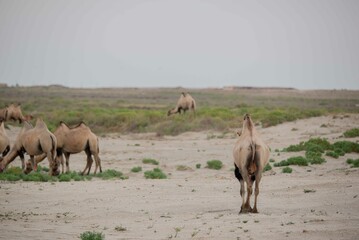 Several camels graze in the steppes of Kazakhstan