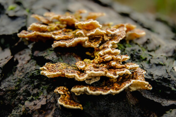 fungus on tree