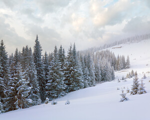 Winter calm dull mountain landscape with fir trees  on slope (Kukol Mount, Carpathian Mountains,...