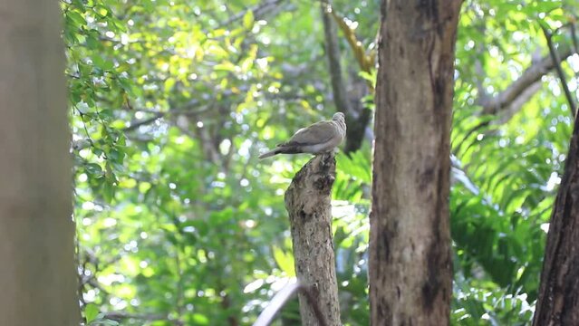 Tourterelle turque assise sur une branche d'un arbre par une journ&eacute;e ensoleill&eacute;e. Punta Cana.