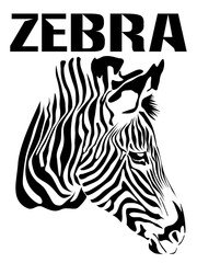 zebra