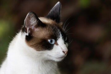 Cat puppy
