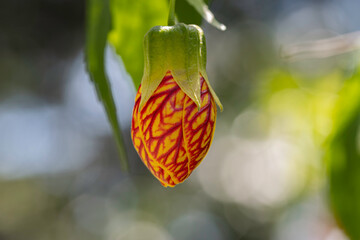 orchid