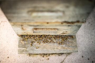 Bee keeping and bee hive
