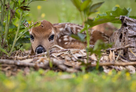 white-tail deer fawn hiding and waiting for its mother