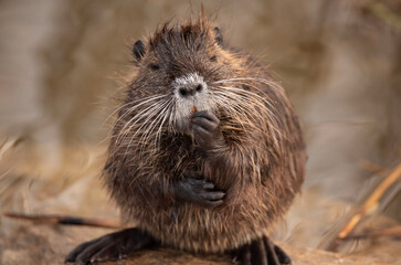 The river nutria is a larger rodent from the nutria family. River nutria sitting shyly by the river.