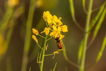 bee on yellow flower mustard close up