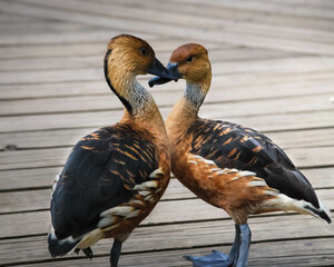 Ducks in love