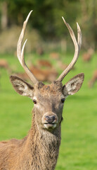 Portrait of Young european red deer Cervus elaphus in the autumn landscape