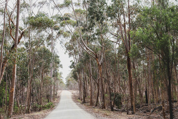 dirt road through eucalyptus tree forest in australia