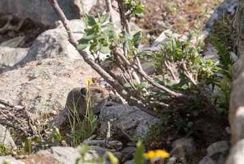 Pika in the Canadian Rockies