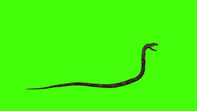 3D realistic Cobra Snake Crawling loop on green screen render, side view of a cobra, mamba slowly crawl loop animation on the chroma key, VFX a highly venomous snake native to Africa and Asia