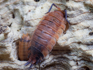 isopod insects in nature bug fly 